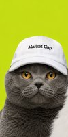 Grey British Shorthair cat wif cap