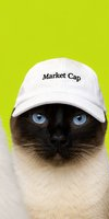Siamese cat wif cap