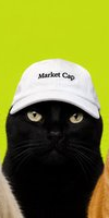 Black cat wif cap