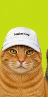 Orange tabby cat wif cap