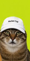 Brown tabby cat wif cap